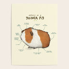 Anatomy of a Guinea Pig Poster Gallery Image 4