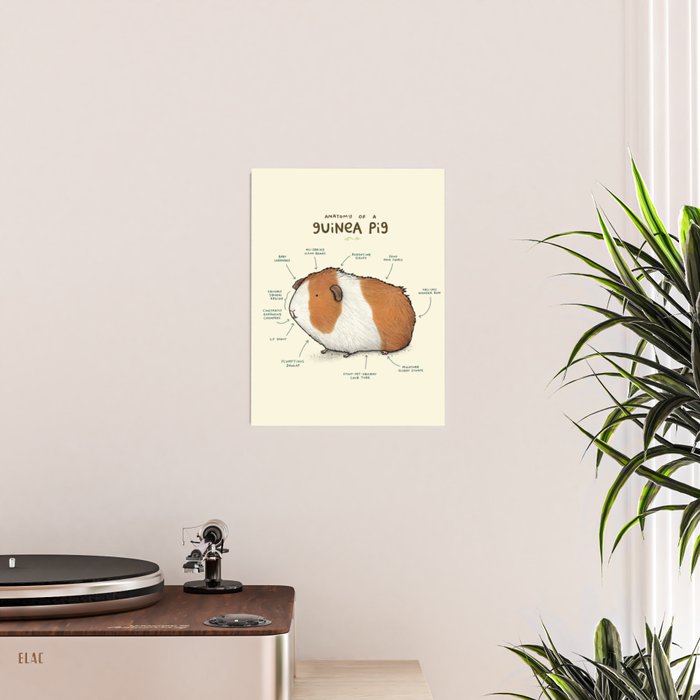 Anatomy of a Guinea Pig Poster Gallery Image 2