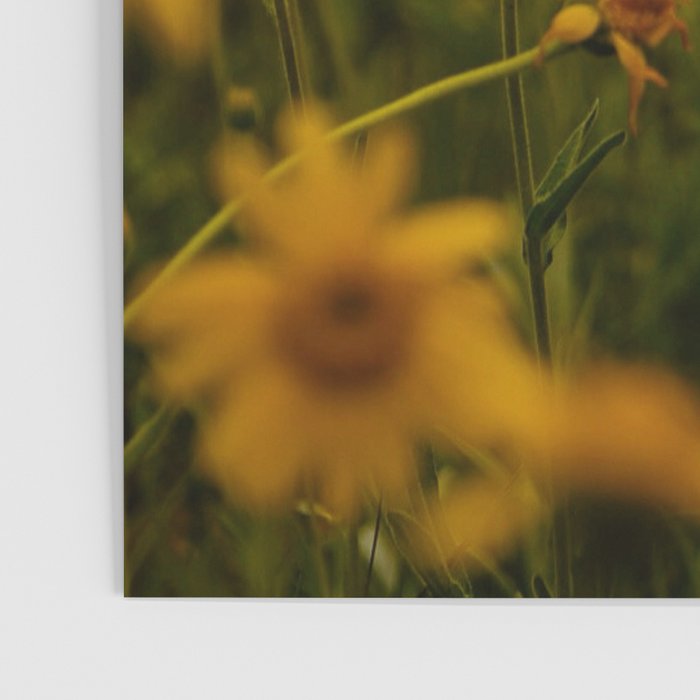 Front Range Flora II Poster Gallery Image 3