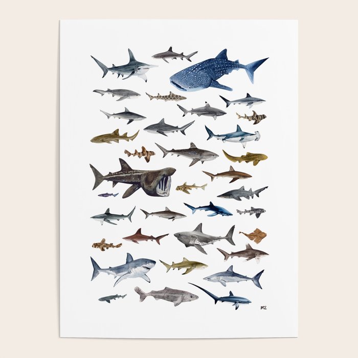 SHARKS poster-white Poster Gallery Image 4