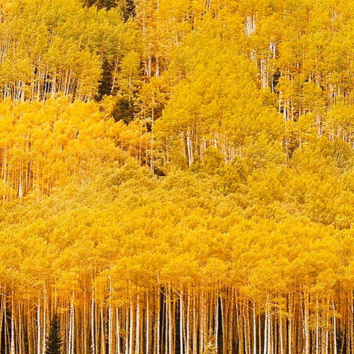 Colorado Gold Rush Coffee Mug Gallery Image 2