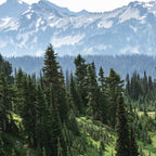 Mount Rainier Adventure - Pacific Northwest Mountain Forest Wanderlust Coffee Mug Gallery Image 2
