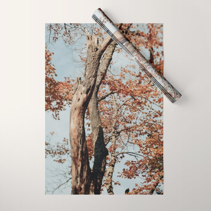 Russet - autumn tree photograph fall colors travel cottagecore Wrapping Paper Gallery Image 1