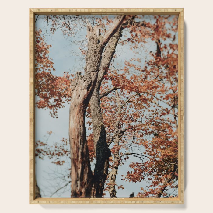 Russet - autumn tree photograph fall colors travel cottagecore Serving Tray Gallery Image 1