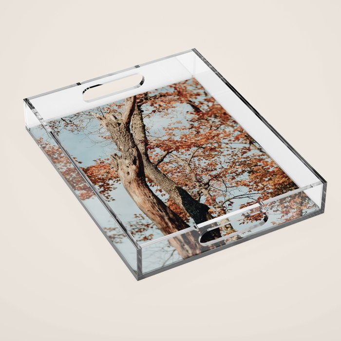 Russet - autumn tree photograph fall colors travel cottagecore Acrylic Tray Gallery Image 1