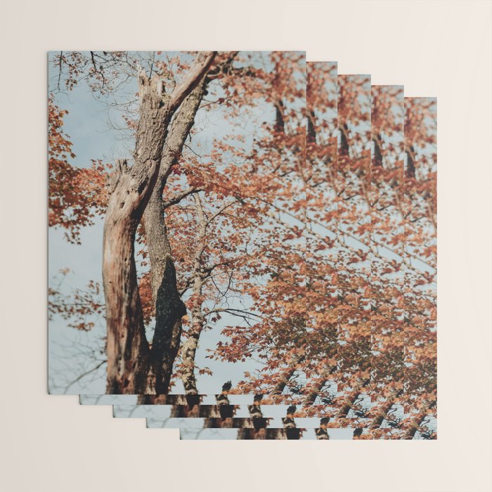 Russet - autumn tree photograph fall colors travel cottagecore Wrapping Paper Gallery Image 3