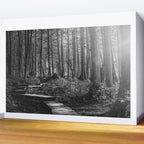 Adventure Nature Path Black and White Wall Mural Gallery Image 2