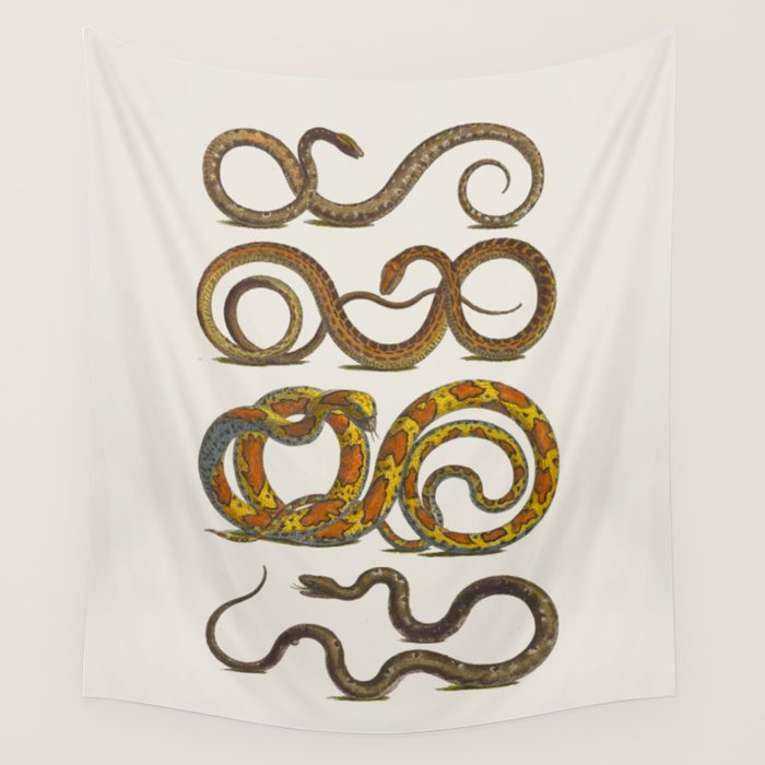 Albertus Seba Snakes Illustration  Wall Tapestry Gallery Image 4