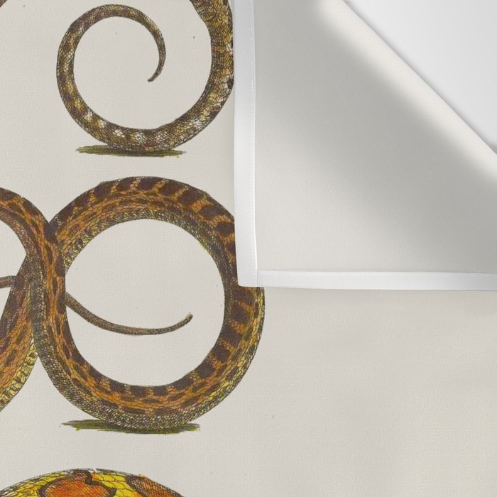 Albertus Seba Snakes Illustration  Wall Tapestry Gallery Image 3