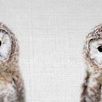 Baby Owl - Colorful Coffee Mug Gallery Image 2
