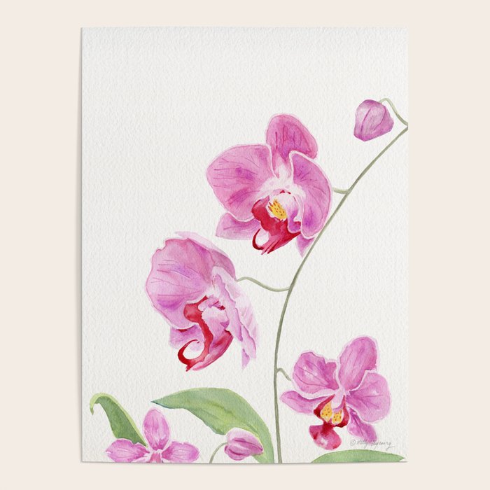 Orchid Poster Gallery Image 4
