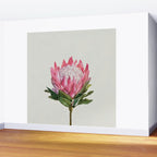 Protea Wall Mural Gallery Image 2