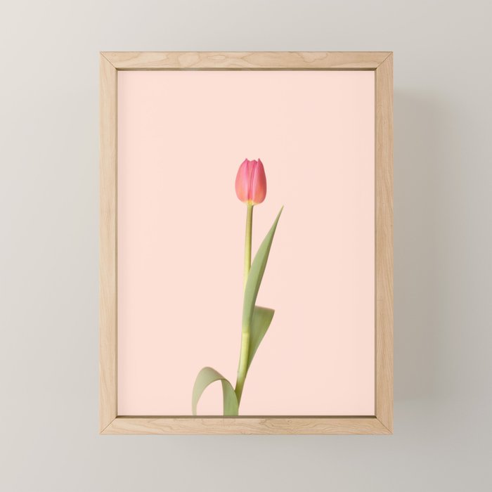 The pink tulip | Floral photography | Flower botanical photograph Mini Art Print