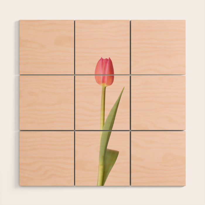 The pink tulip | Floral photography | Flower botanical photograph Wood Wall Art Gallery Image 1