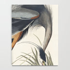 Great blue Heron from Birds of America (1827) by John James Audubon Notebook Gallery Image 4
