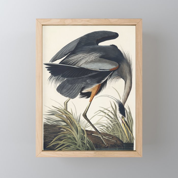 Great blue Heron from Birds of America (1827) by John James Audubon Mini Art Print Gallery Image 1