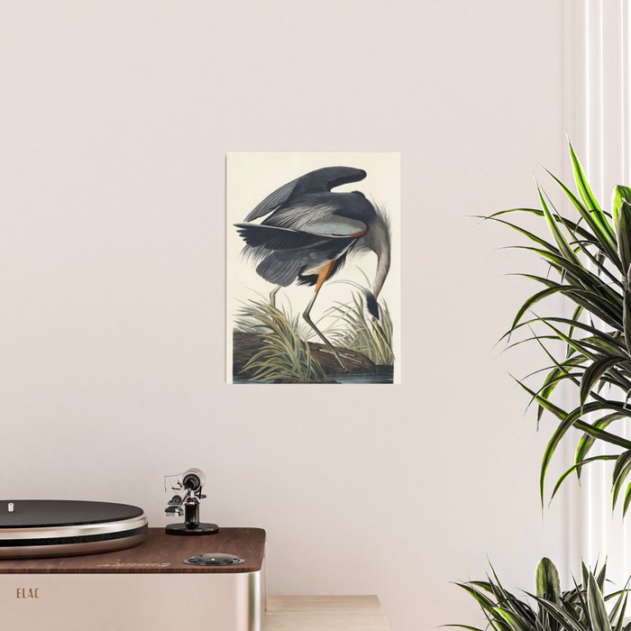 Great blue Heron from Birds of America (1827) by John James Audubon Poster Gallery Image 2