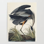 Great blue Heron from Birds of America (1827) by John James Audubon Poster Gallery Image 4