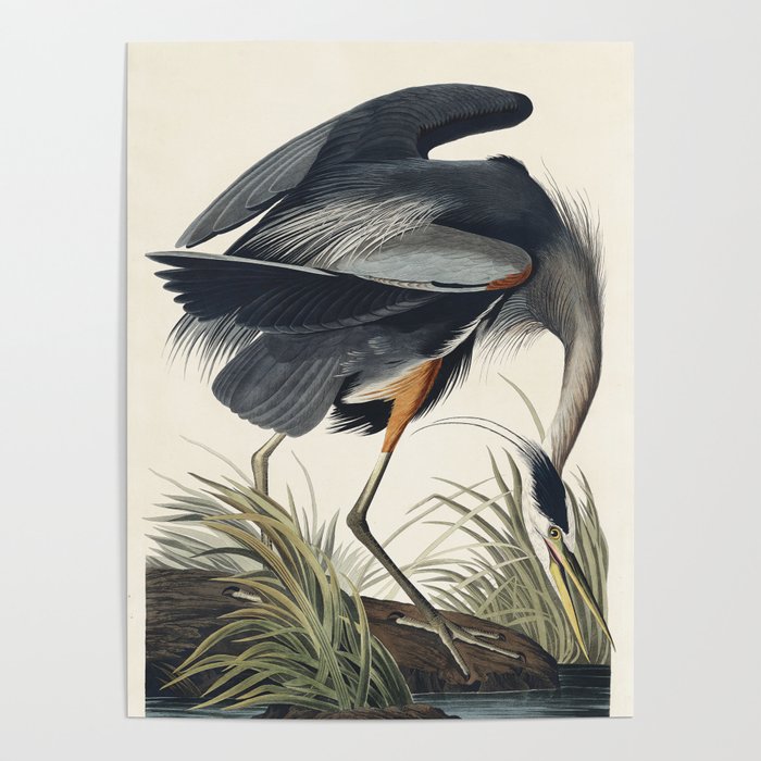 Great blue Heron from Birds of America (1827) by John James Audubon Poster Gallery Image 4