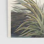 Great blue Heron from Birds of America (1827) by John James Audubon Poster Gallery Image 3