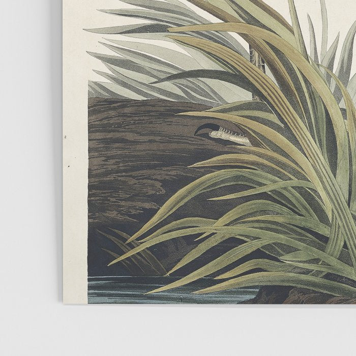 Great blue Heron from Birds of America (1827) by John James Audubon Poster Gallery Image 3