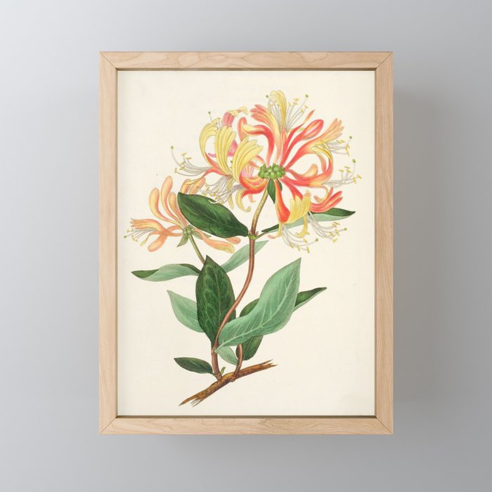 Honeysuckle from "The Moral of Flowers" (1833) by Rebecca Hey Mini Art Print Gallery Image 1