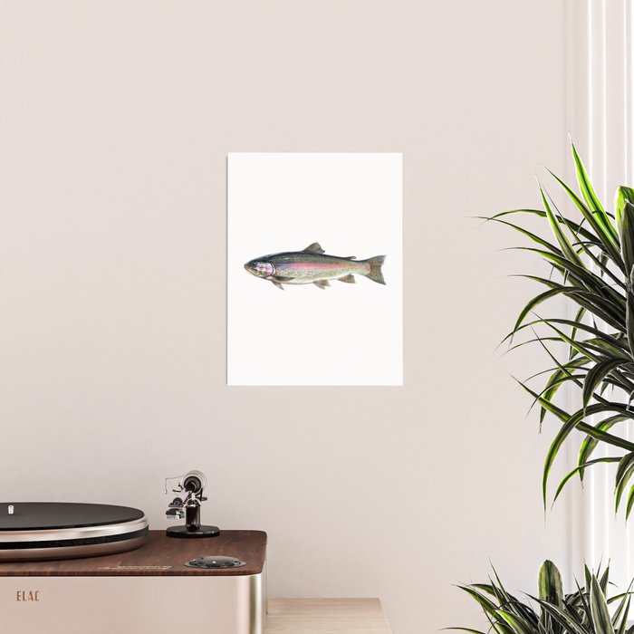 Rainbow Trout Poster Gallery Image 2