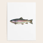 Rainbow Trout Poster Gallery Image 4