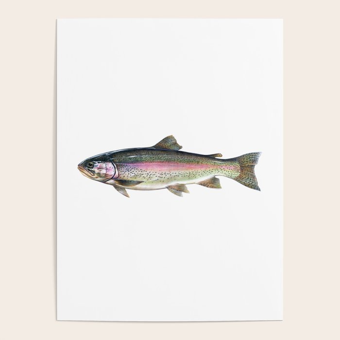 Rainbow Trout Poster Gallery Image 4