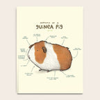Anatomy of a Guinea Pig Notebook Gallery Image 4