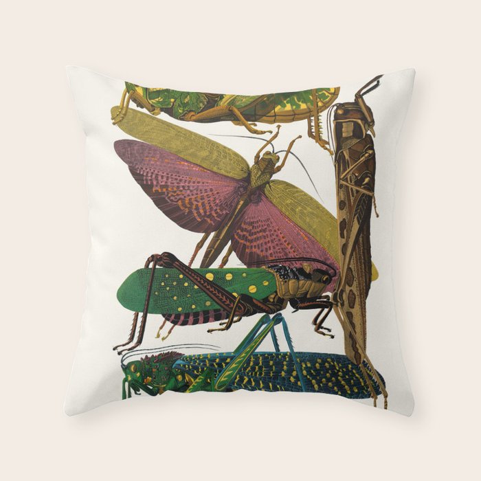 Entomology Insects Vintage Grasshopper Illustration Art Deco Throw Pillow Gallery Image 6