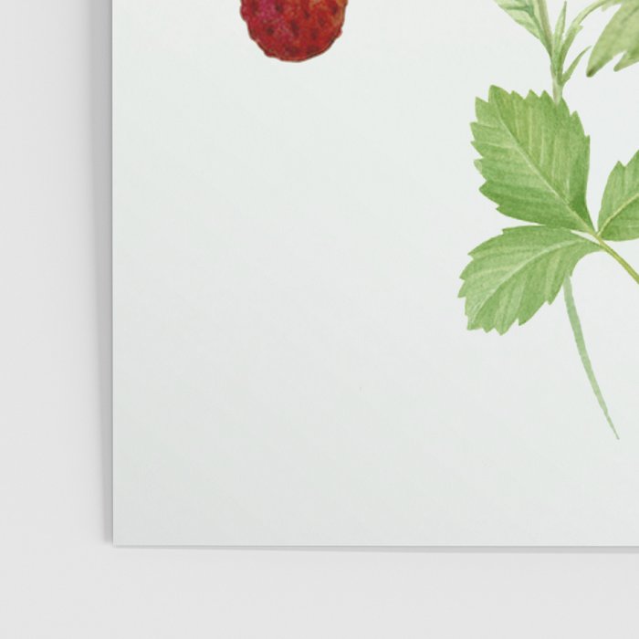 Wild Strawberries Poster Gallery Image 3