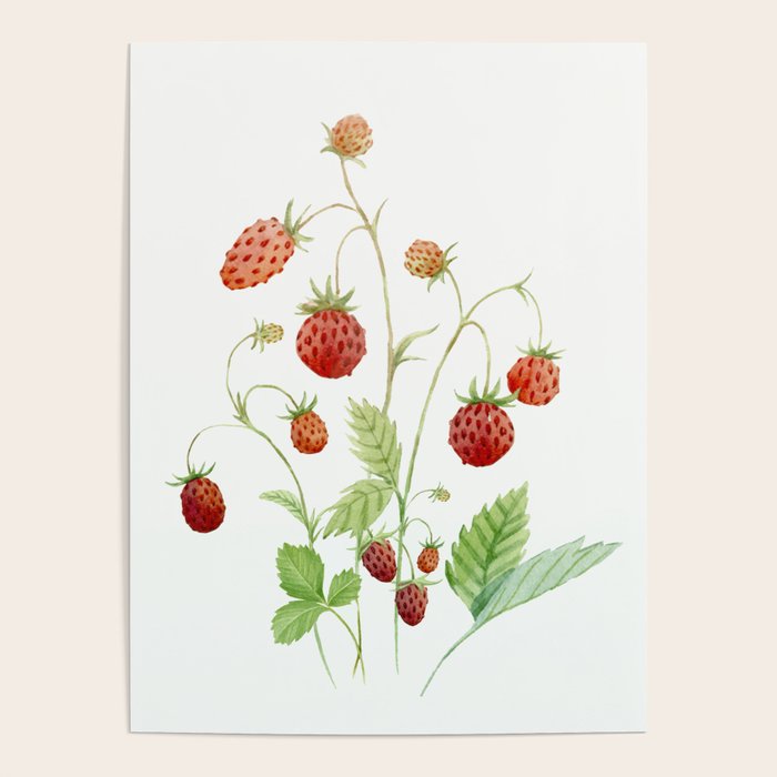 Wild Strawberries Poster Gallery Image 4
