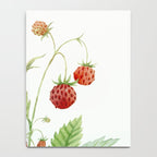 Wild Strawberries Notebook Gallery Image 4