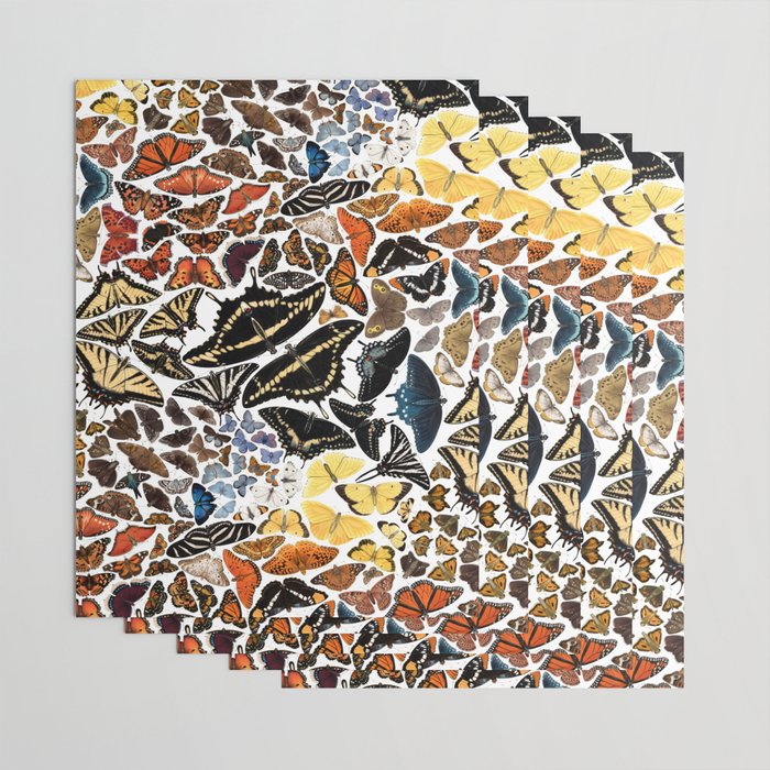 Butterflies of North America Pattern Wrapping Paper Gallery Image 3