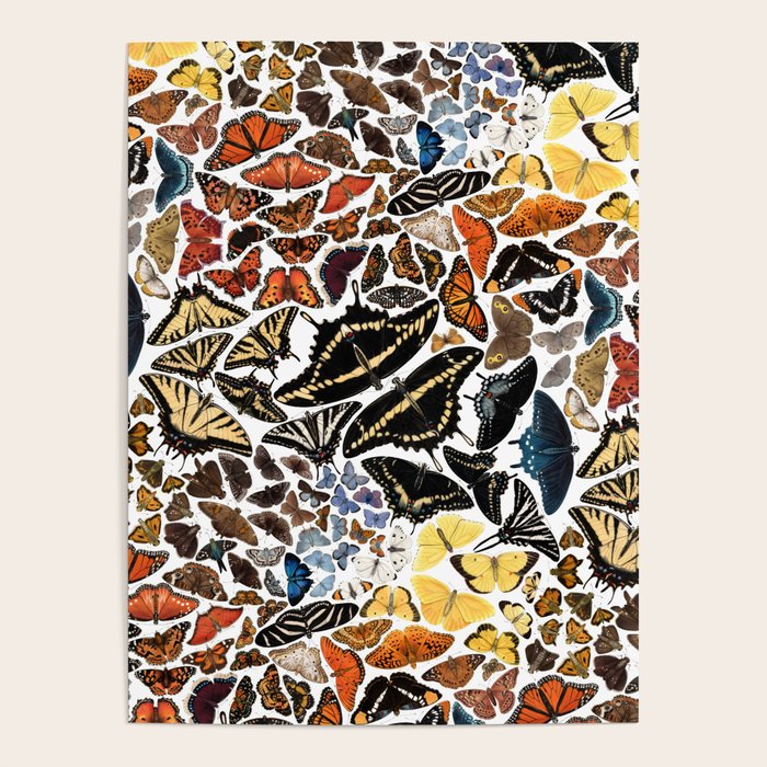 Butterflies of North America Pattern Poster Gallery Image 4
