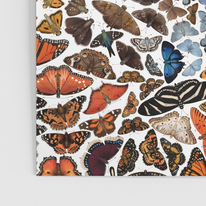 Butterflies of North America Pattern Poster Gallery Image 3
