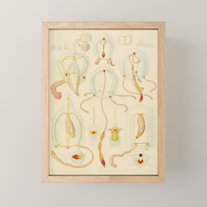 Jellyfish by Ernst Haeckel from his monograph of deep-sea medusae (1879) Mini Art Print Gallery Image 1