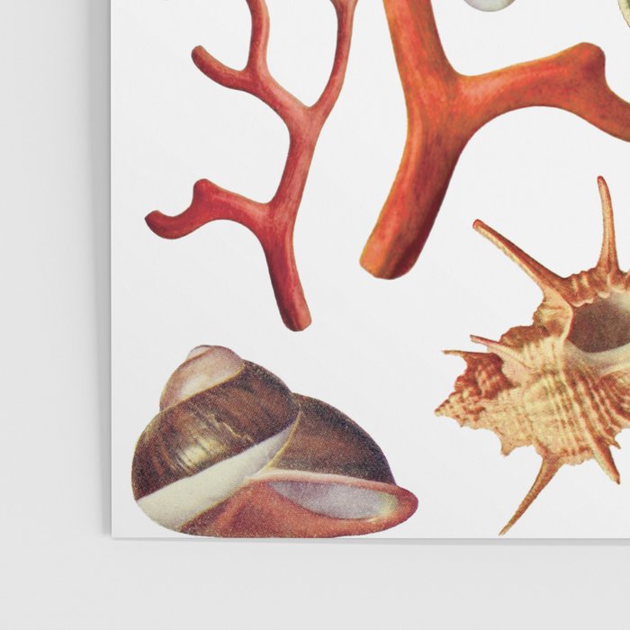 Shell collection Poster Gallery Image 3