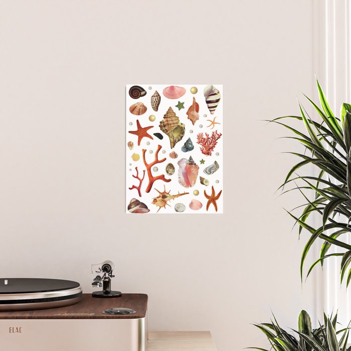 Shell collection Poster Gallery Image 2