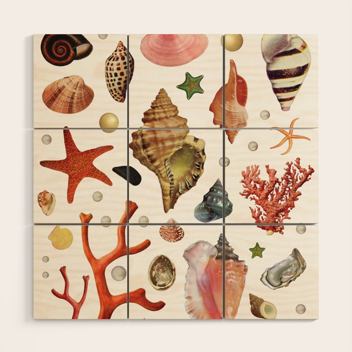 Shell collection Wood Wall Art Gallery Image 1