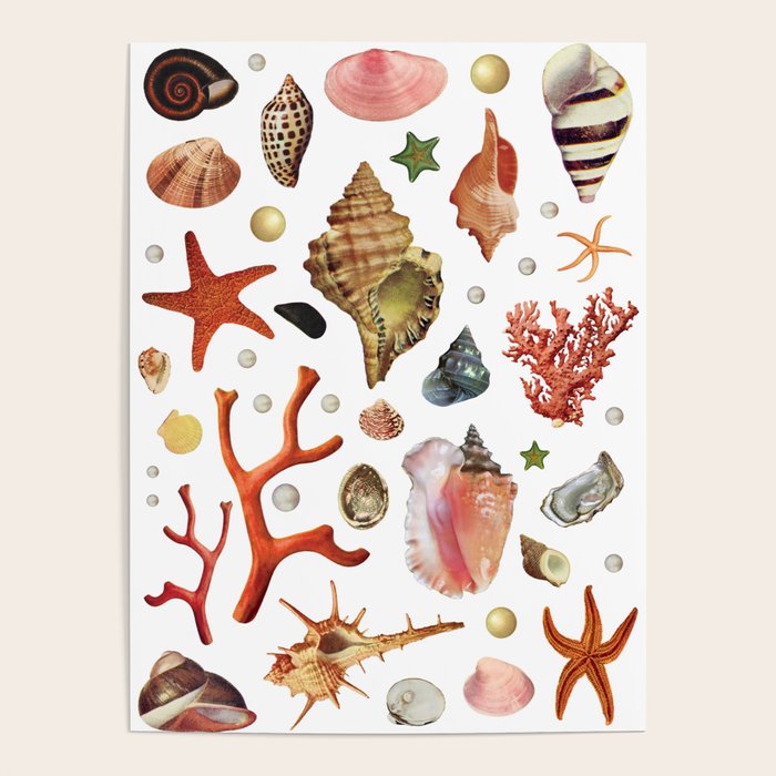 Shell collection Poster Gallery Image 4