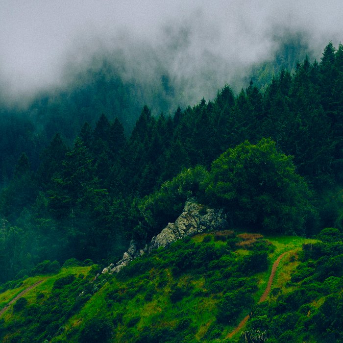 Moist Rainy Forest Pine Trees  Green Hills Coffee Mug Gallery Image 2
