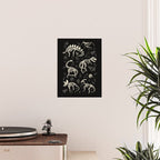 Excavated Dinosaur Fossils Poster Gallery Image 2