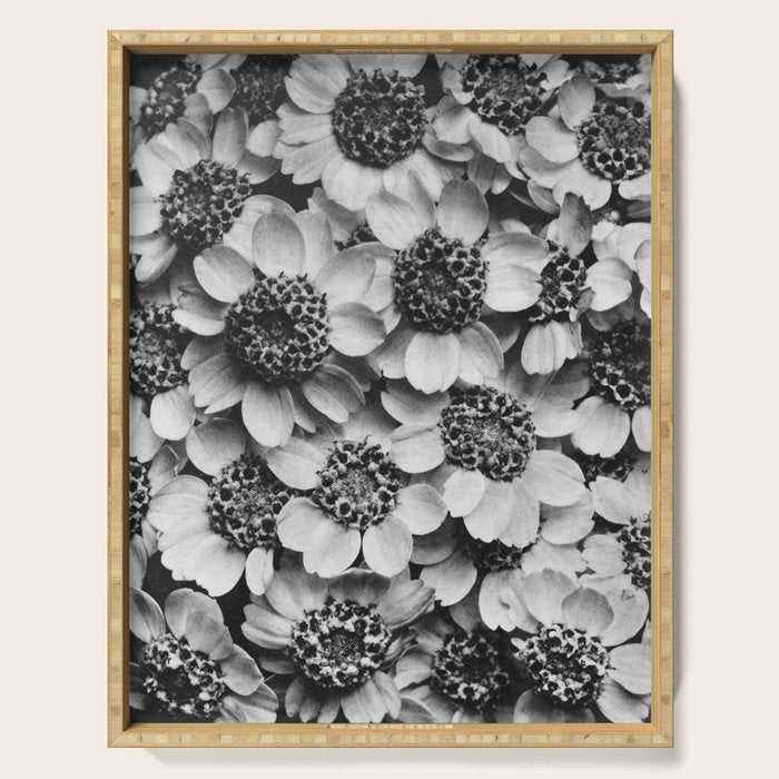 Yarrow flower blossoms vintage black and white photograph by Karl Blossfeldt   Serving Tray Gallery Image 1