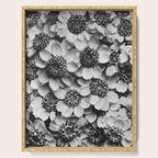 Yarrow flower blossoms vintage black and white photograph by Karl Blossfeldt   Serving Tray Gallery Image 1