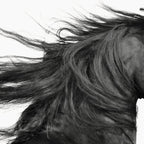 Wild Horse, Black and White Photography Coffee Mug Gallery Image 2