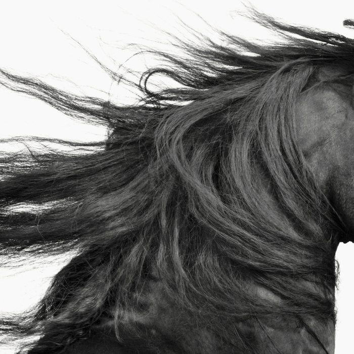 Wild Horse, Black and White Photography Coffee Mug Gallery Image 2