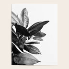 Grandiflora II - bw Poster Gallery Image 4