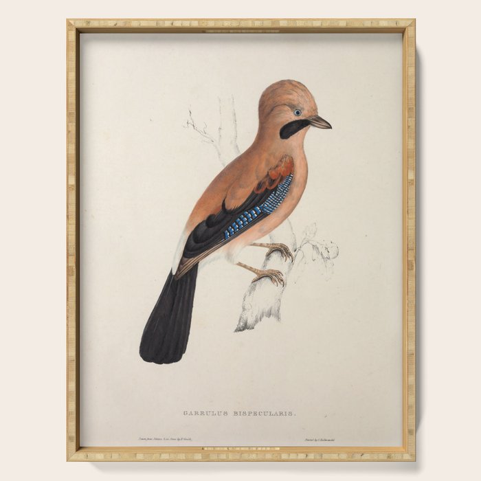Plain-crowned jay by Elizabeth Gould from "A Century of Birds from the Himalaya Mountains," 1831 Serving Tray Gallery Image 1